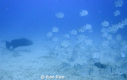 Goliath Grouper and Spades
Zion Train Wreck- Jupiter Flo... by Ron Rico 